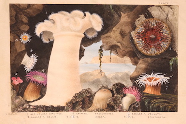 Image - Plate_I_Gosse___Heini_Schneebeli_1U7X4114.JPG