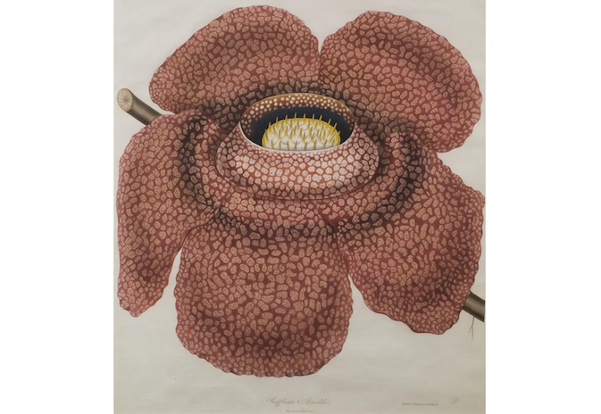 Image - rafflesia_arnoldii_1.jpg